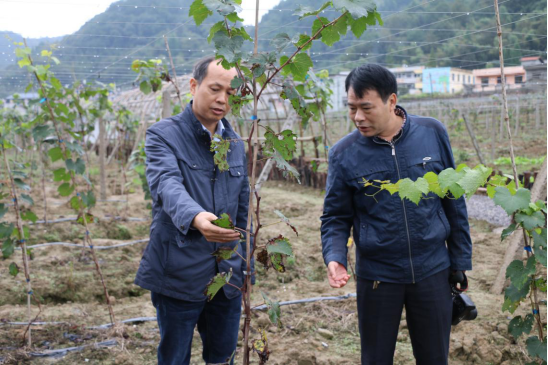 咸宁市科协供稿：市科协“送科技下乡”为党的十九大献礼329.png